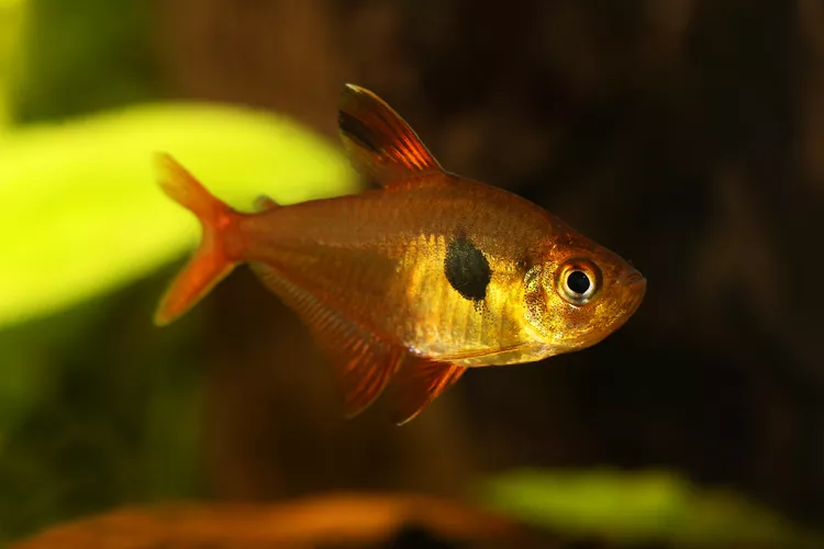 Serpae Tetra